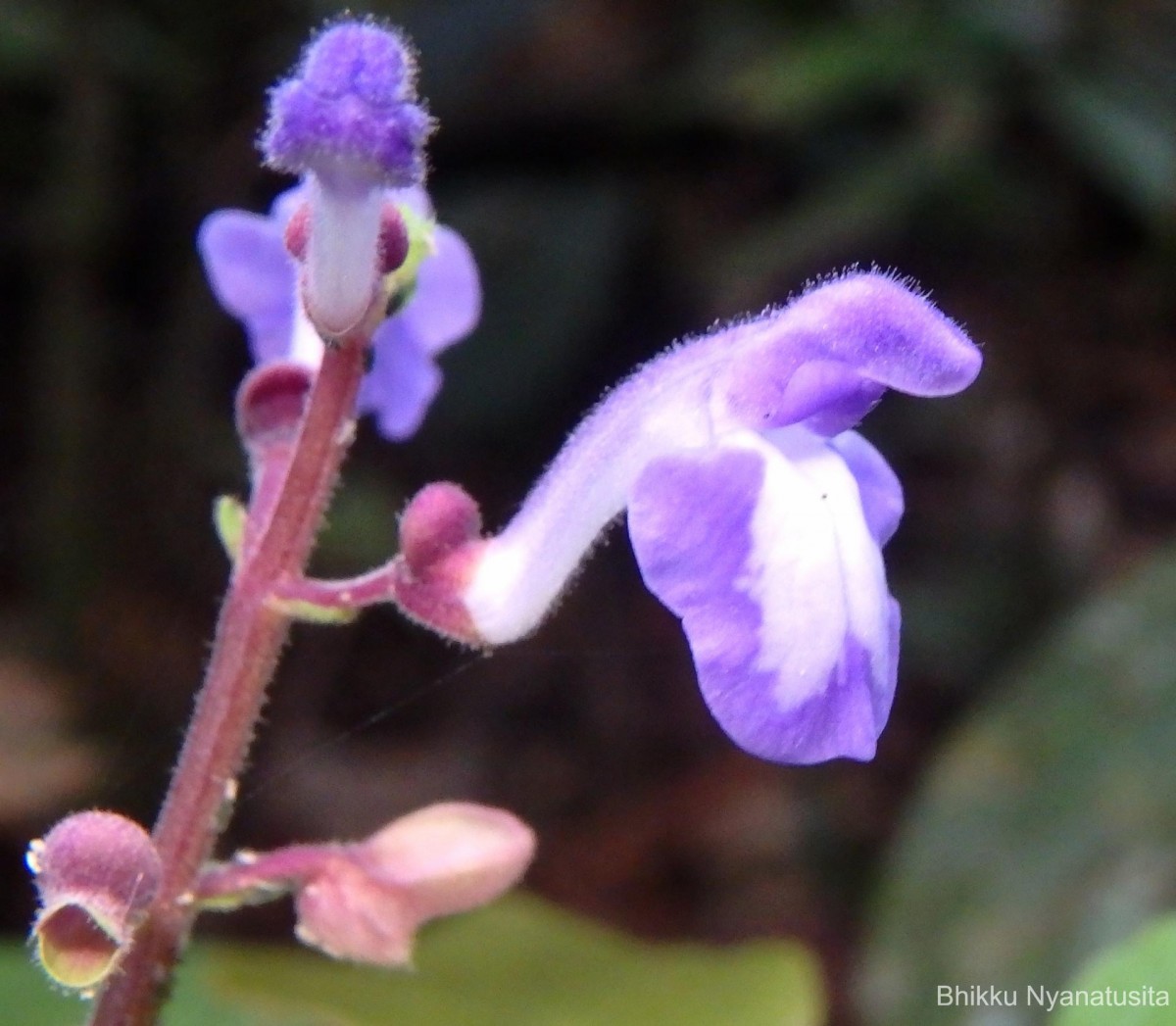 Scutellaria violacea var. violacea Heyne ex Benth.